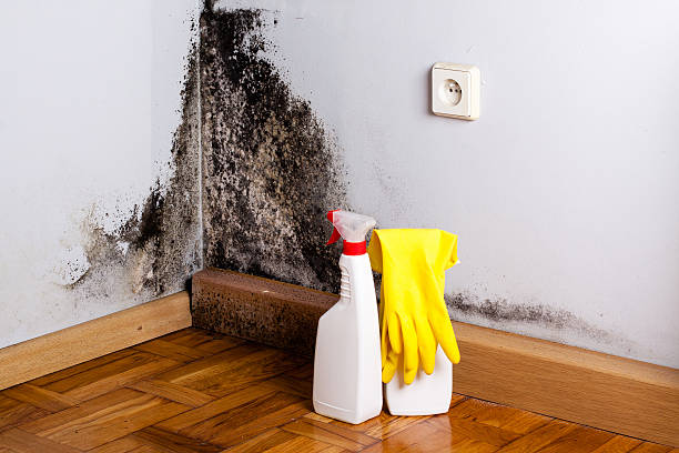 Best Basement Mold Remediation in Rochester, PA